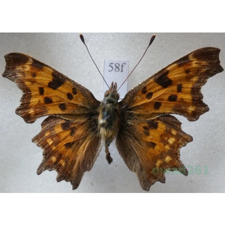 Polygonia c-album (Linnaeus, 1758) Rusałka ceik Czech58f